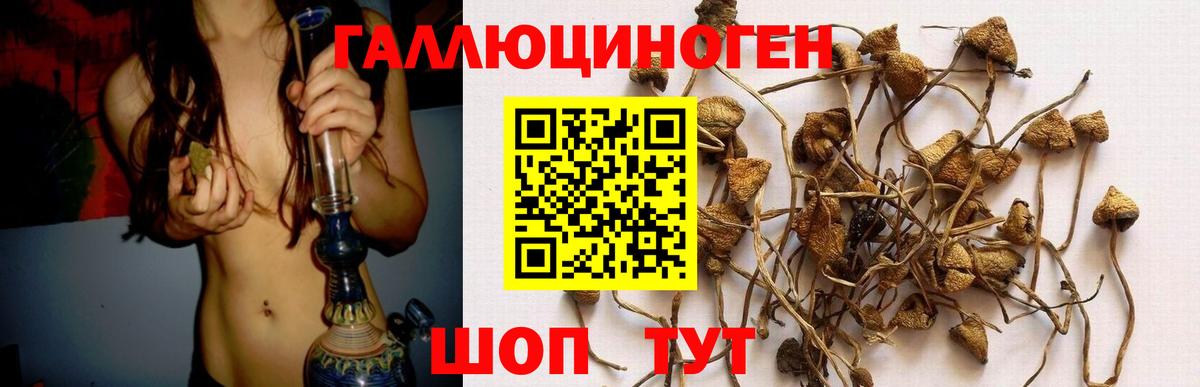 Галлюциногенные грибы Psilocybine cubensis  Вход с VPN  Новозыбков 